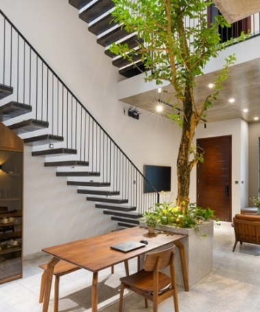 Tổng hợp 10 loại cây thân gỗ đẹp cho không gian nhà phố